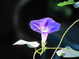 牽?；?花,盛開