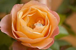 玫瑰,開花,玫瑰花園