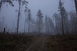 霧,林,冬天