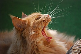 mainecoon,宿醉,动物