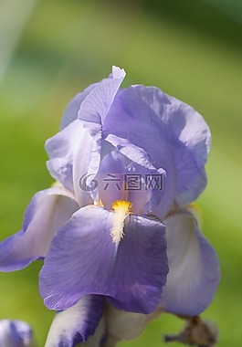 虹膜,開花,關(guān)閉