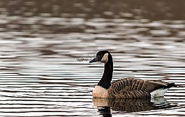 鵝,野鵝,鳥