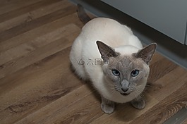 暹罗猫,猫,蓝色的眼睛