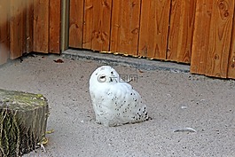 雪鸮,鳥,貓頭鷹