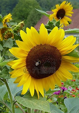 花,性質(zhì),太陽花