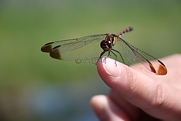 蜻蜓,巖手縣,藍(lán)色的天空