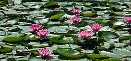 花,睡蓮,粉紅色