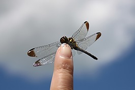 蜻蜓,巖手縣,藍(lán)色的天空