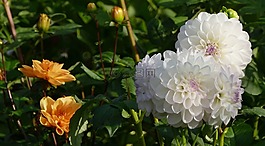 花,白,嬌琴紗