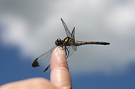 蜻蜓,藍(lán)色的天空,昆蟲