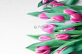 郁金香,春天,性質