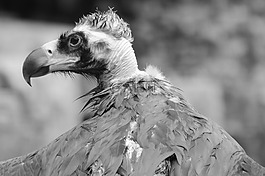 兀鷲,動物,鳥