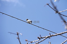 鴿子,鳥,行