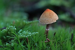 蘑菇,秋季,森林