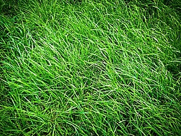草,草地,性質(zhì)