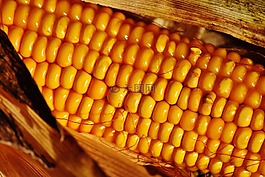 玉米,蔬菜,食品