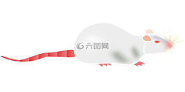 白化,大鼠,鼠標(biāo)