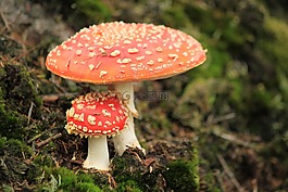 飛木耳,蘑菇,秋季