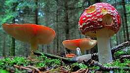 飛木耳,蘑菇,森林
