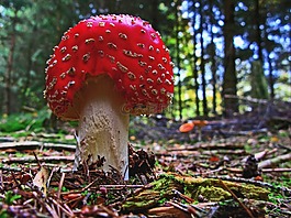 飛木耳,蘑菇,森林