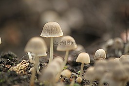 蘑菇,秋季,森林
