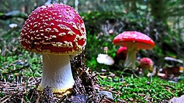 飛木耳,蘑菇,森林
