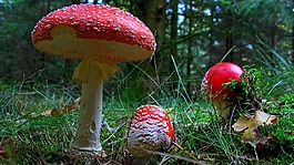 飛木耳,蘑菇,森林
