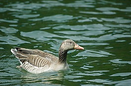 鵝,灰鵝,鳥