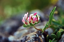 花,植物,綠色