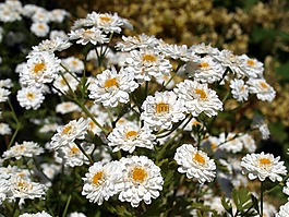 自然,花,植物區(qū)系
