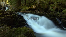 河,森林,春天