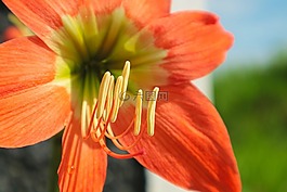 花,橙色,開花