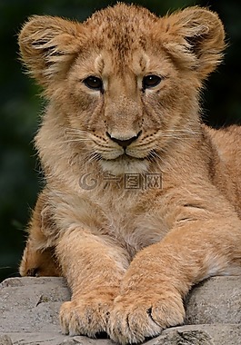 獅子,幼獸,動(dòng)物