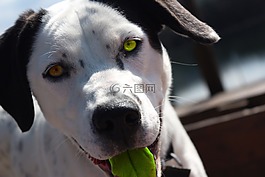狗,杰克羅素梗,面具