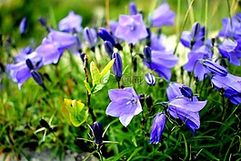 花,宏,性質(zhì)