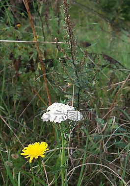 草地,野生花卉,廠