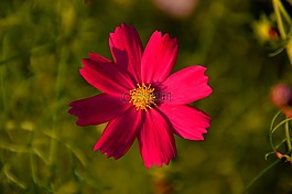 宇宙,鮮花,植物