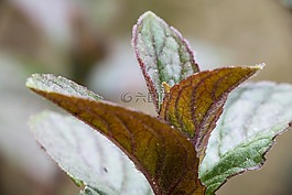 薄荷,schokominze,唇開(kāi)花植物