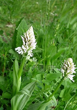蘭花tridentata,白化,白色的花罕見