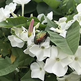 花,白,白flowerr