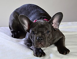 法斗牛犬藍(lán)色的,狗,動物