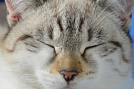 貓,鼻子的貓,閉眼