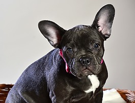 法斗牛犬藍(lán)色的,狗,動物