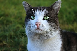 猫,吻,只灰色的猫