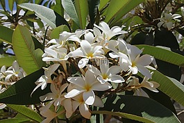 鮮花,性質(zhì),春