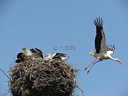 白鸛,鳥巢,父母