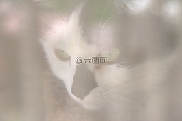 猫,屏幕,动物