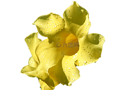 花,黃色,百合