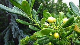 植物,雨,濕
