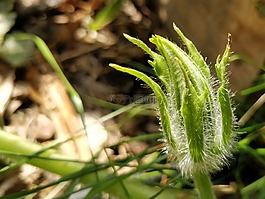 葫蘆,芽,模糊